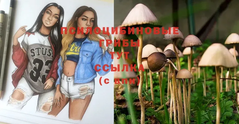 Галлюциногенные грибы Psilocybe  купить   Подпорожье 